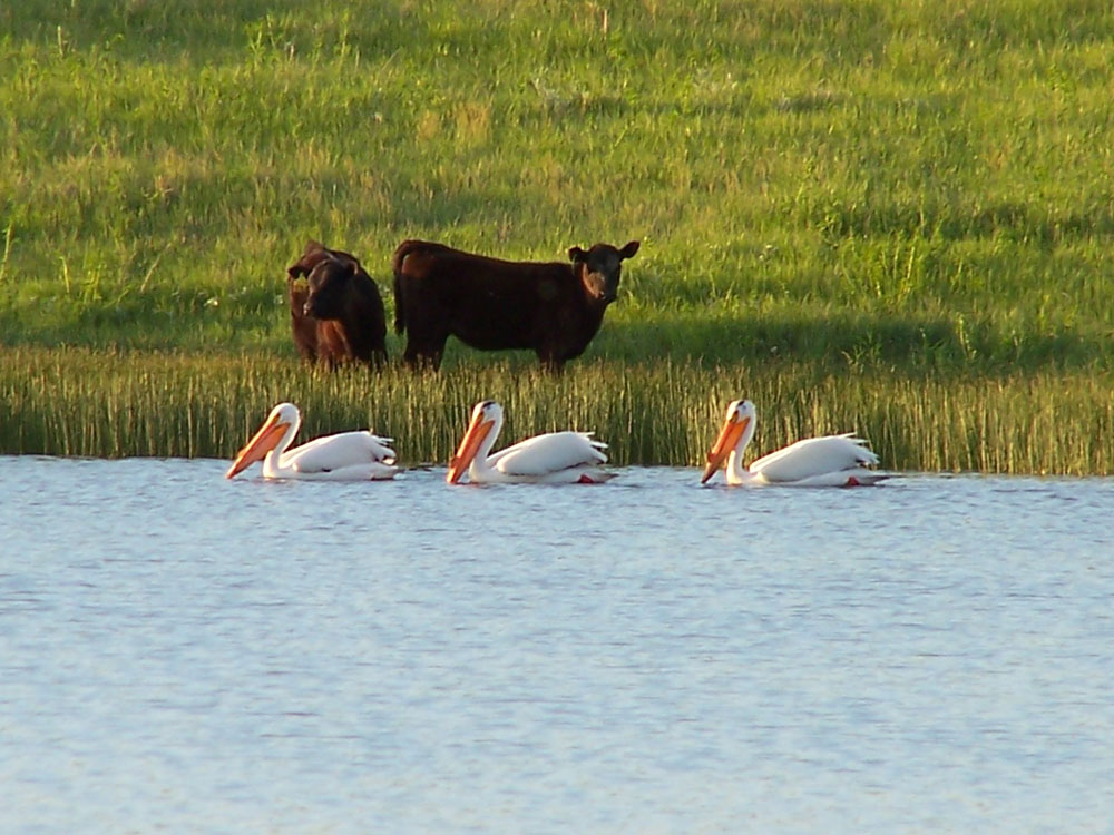 calves at pond